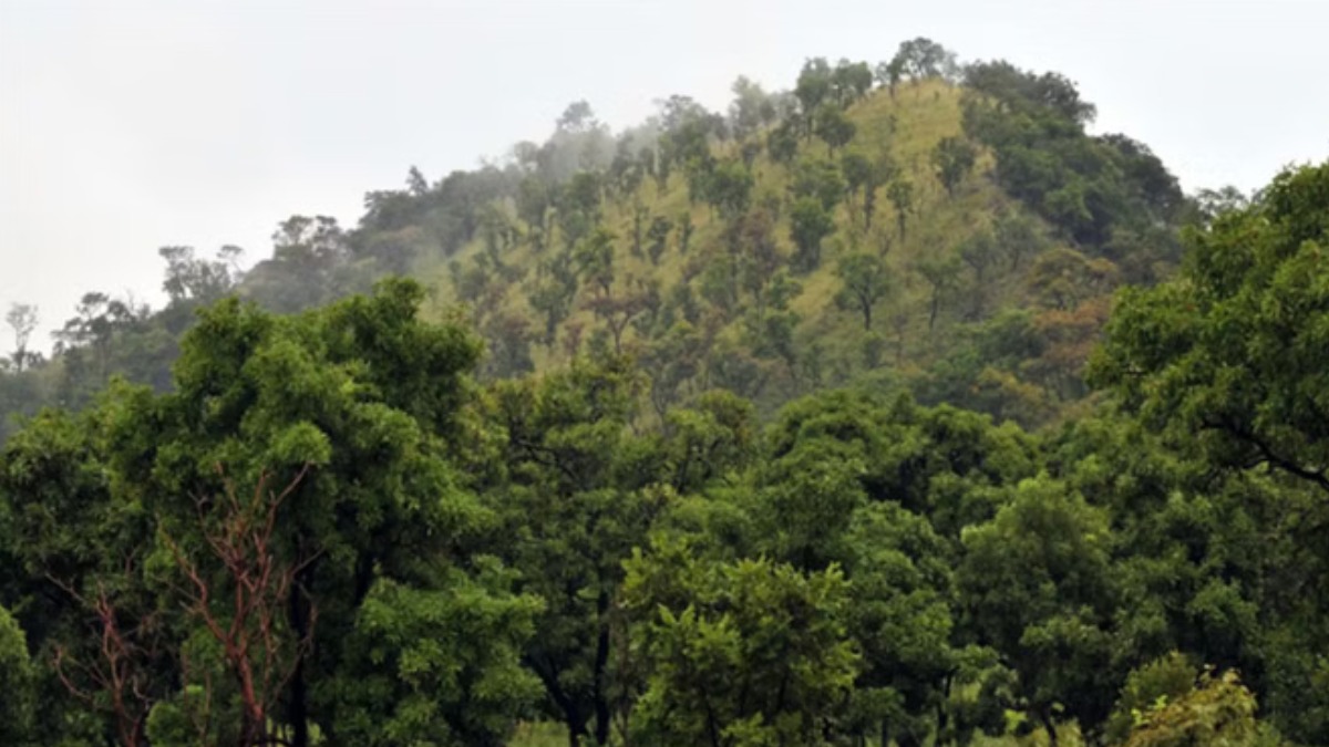 इंदौर के छात्रों को मिलेगा वन संरक्षण का ज्ञान, कॉलेज सिलेबस में शामिल होगी पर्यावरण शिक्षा