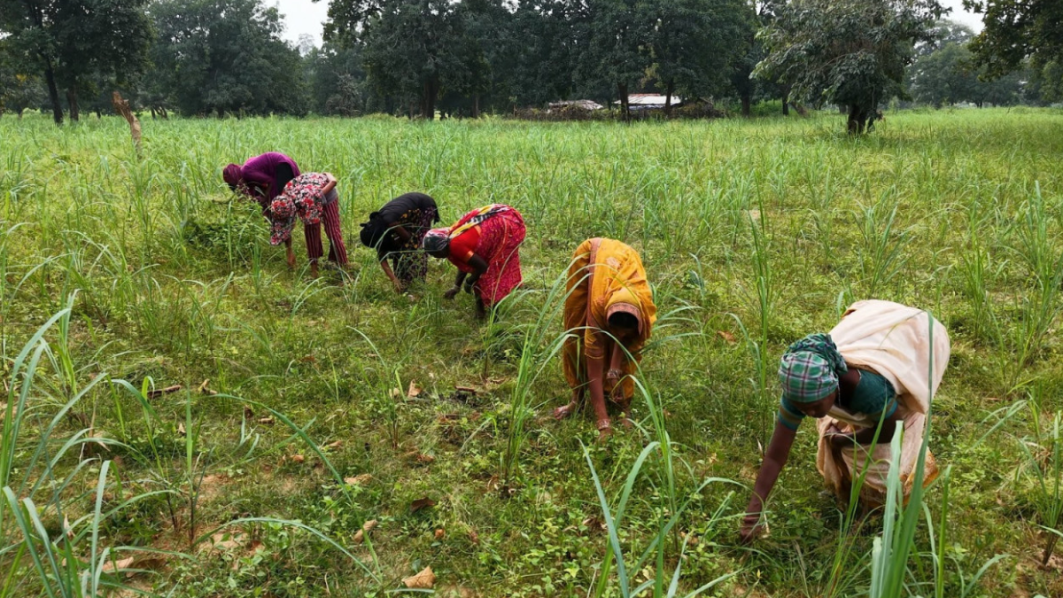 लेमनग्रास की खेती- किसानों के लिए कमाई का उत्तम विकल्प