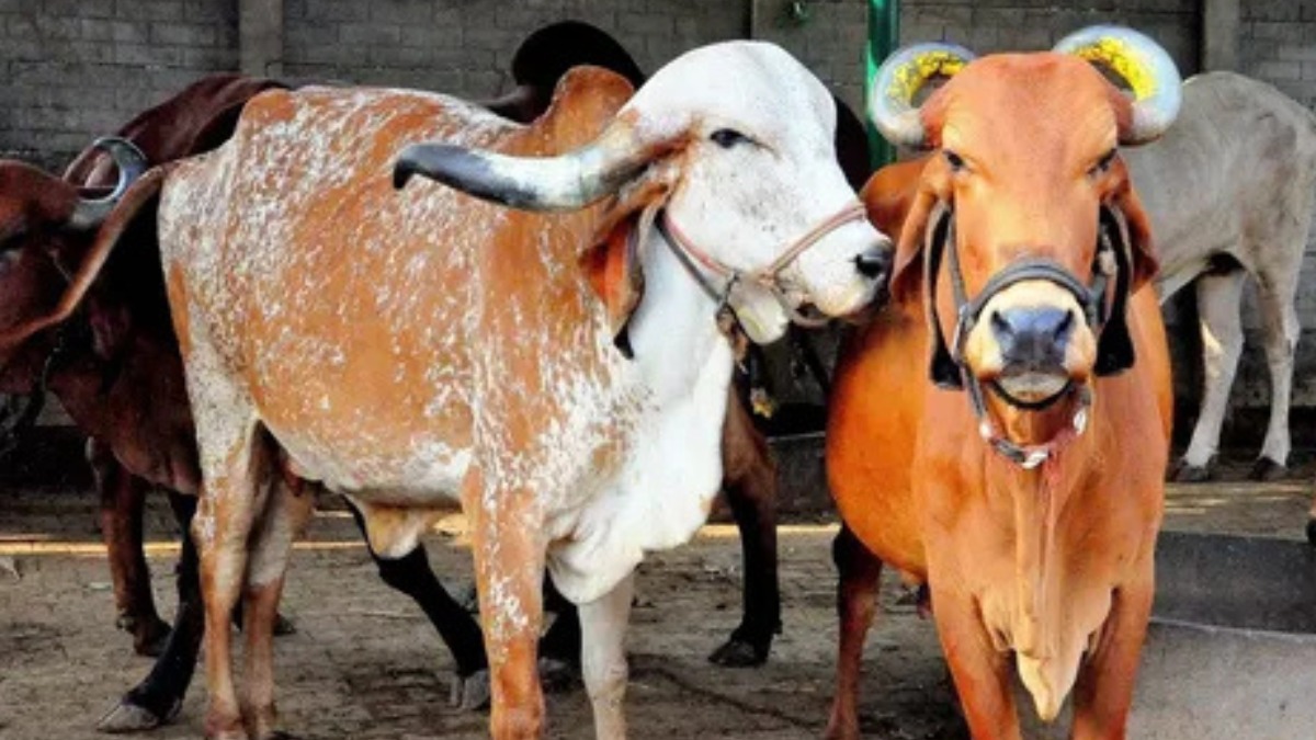 गोबर से कैंसर इलाज की तलाश, 3.5 करोड़ खर्च के बाद पता किया जा रहा पैसा कहां गया?