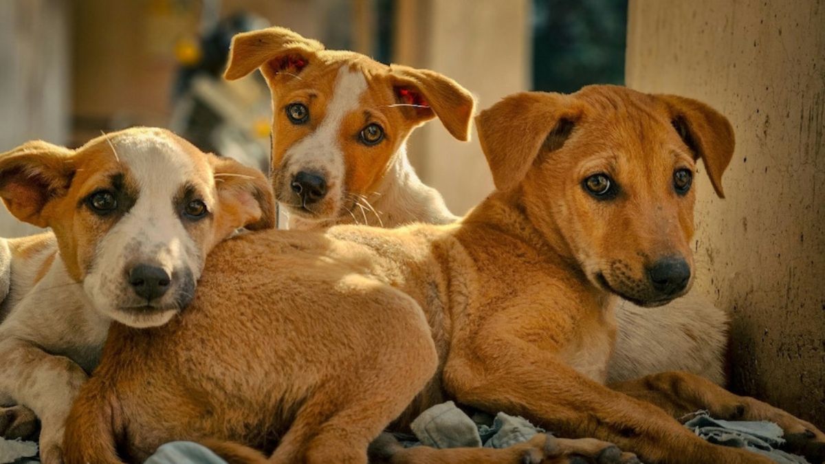 MP में कुत्तों की नसबंदी में भी हुआ घोटाला, 33 हजार का किया दावा, सर्वे में मिले सिर्फ 2200 कुत्ते