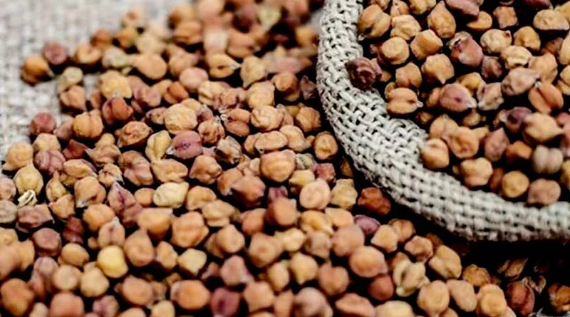 एमपी में चना-मसूर खरीदी का काउंटडाउन शुरू, पंजीयन की तारीख घोषित, जानें MSP और अंतिम तिथि