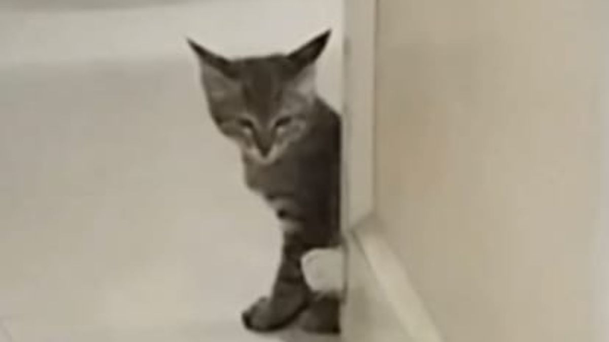 Indore MY Hospital बना जानवरों का ठिकाना, बिल्ली ने एचआईवी वार्ड में दिया बच्चों को जन्म