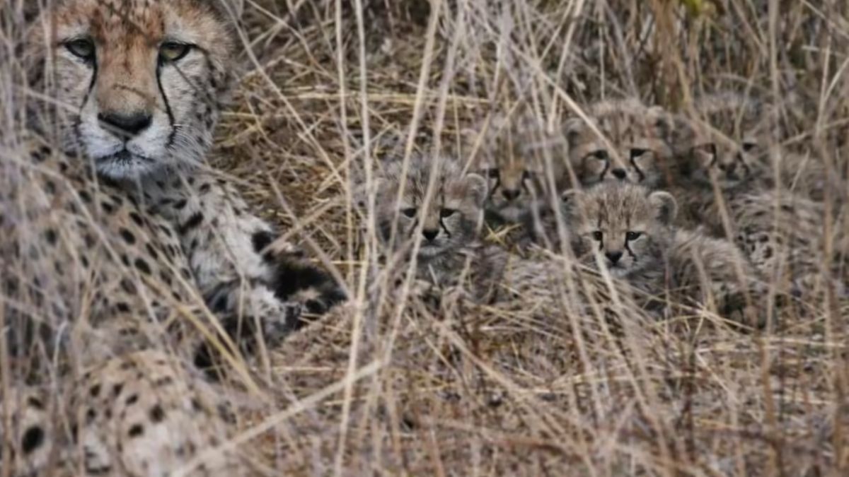 बड़ी खुशखबरी! कूनो में गुंजी किलकारी, दूसरी बार मां बनी चीता आशा, 5 शावकों को दिया जन्म