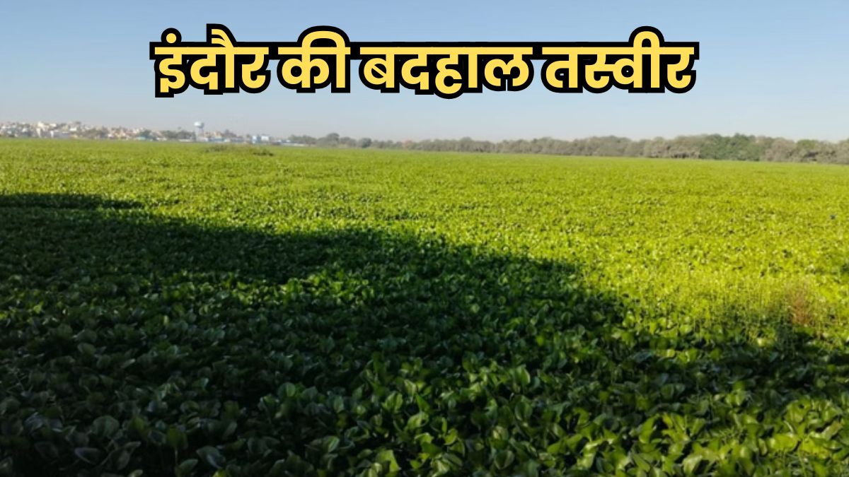 इंदौर की बदहाल तस्वीर, सिरपुर तालाब में जलकुंभी का कब्जा, विदेशी मेहमानों ने किया किनारा