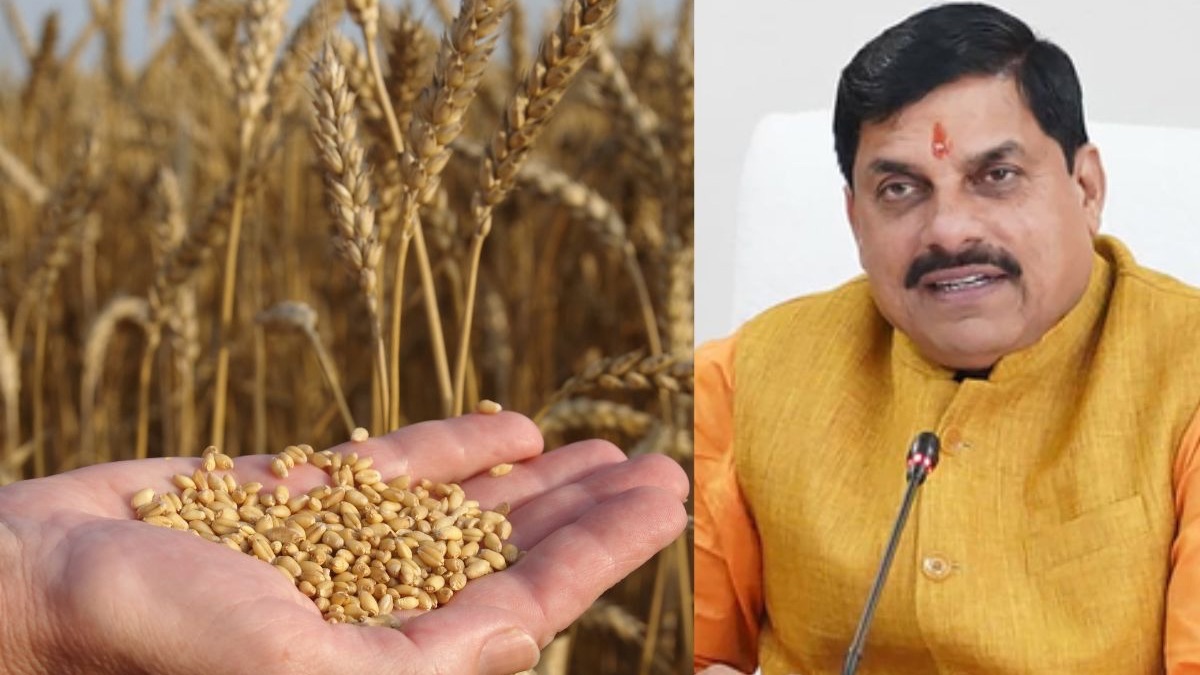 सीएम मोहन ने जीता किसानों का दिल, मध्यप्रदेश का गेंहू खरीदी लक्ष्य हुआ 100 लाख मेट्रिक टन