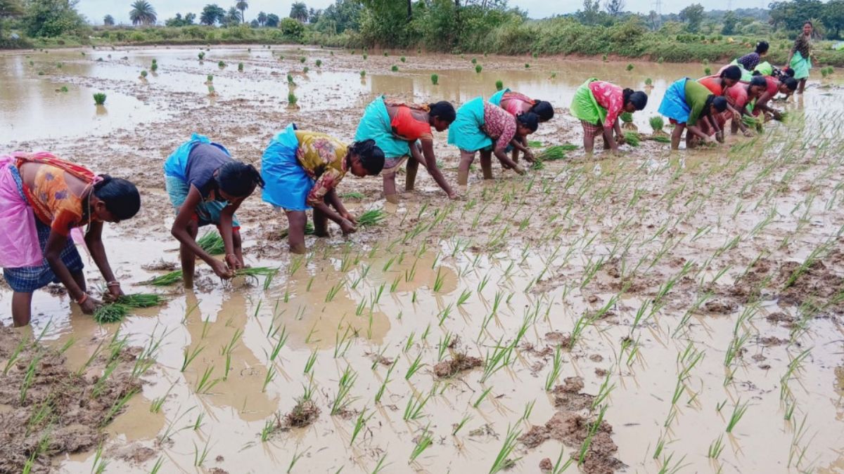 किसानों के लिए मददगार विष्णु देव साय सरकार, रायगढ़ के 33 हजार किसानों को मिली 113.47 करोड़ रुपए की अग्रिम सहायता