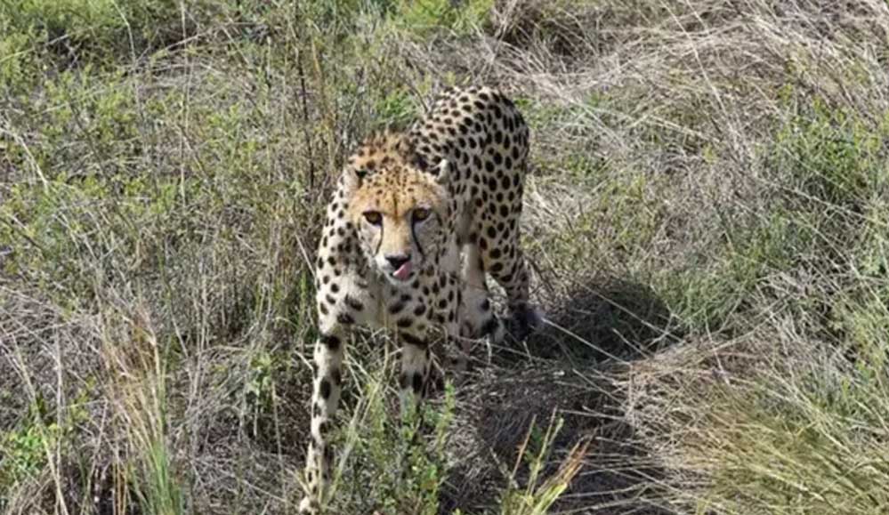 21 दिन बाद जंगल में मिली लापता चीता निर्वात, लोकेशन ट्रेस कर बाड़े में वापस लाई गई