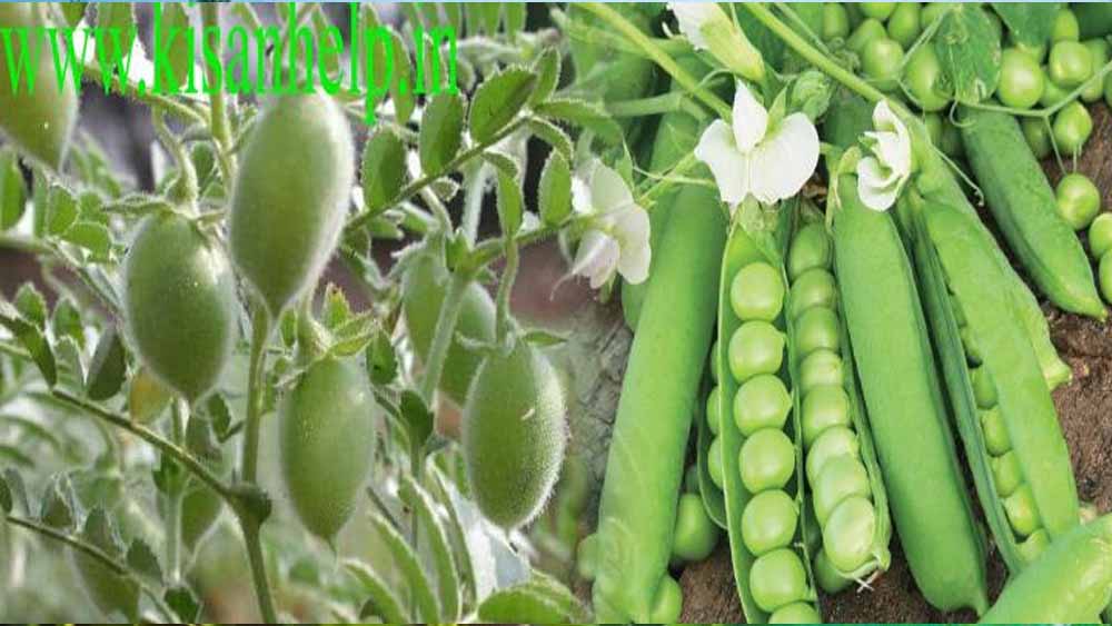 चना-मटर की खेती को बढ़ावा, समस्तीपुर के किसानों को बीज पर ₹6000 प्रति क्विंटल तक सब्सिडी