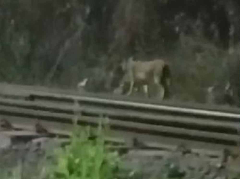 रेल सुरंग के ट्रैक पर तेंदुए की चहलकदमी, CG में कर्मचारियों के बीच फैली दहशत
