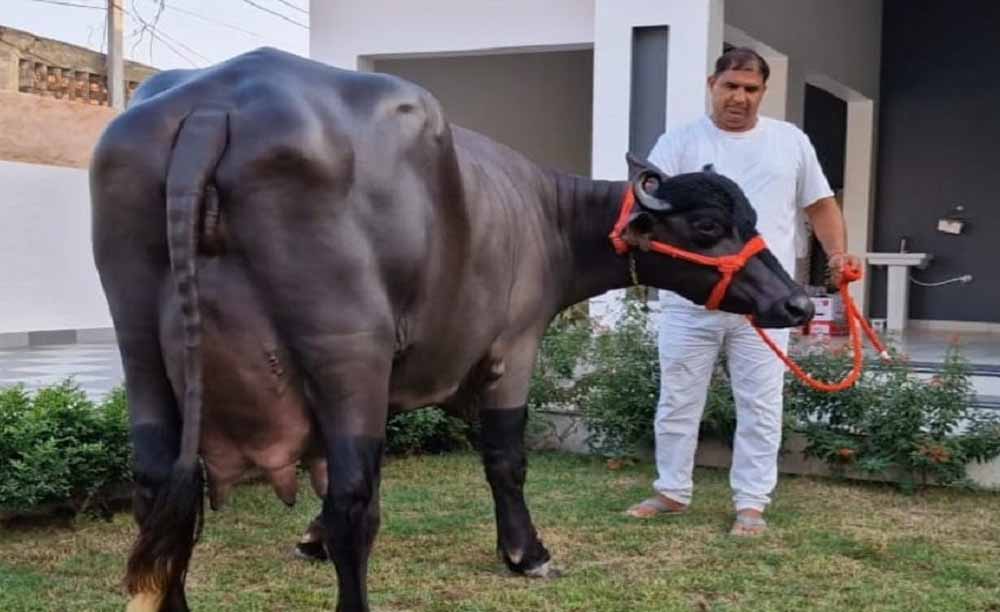 हरियाणा की मशहूर ‘राधा’ ने ली अंतिम सांस, 35 किलो दूध देकर बनाई थी विश्व में पहचान