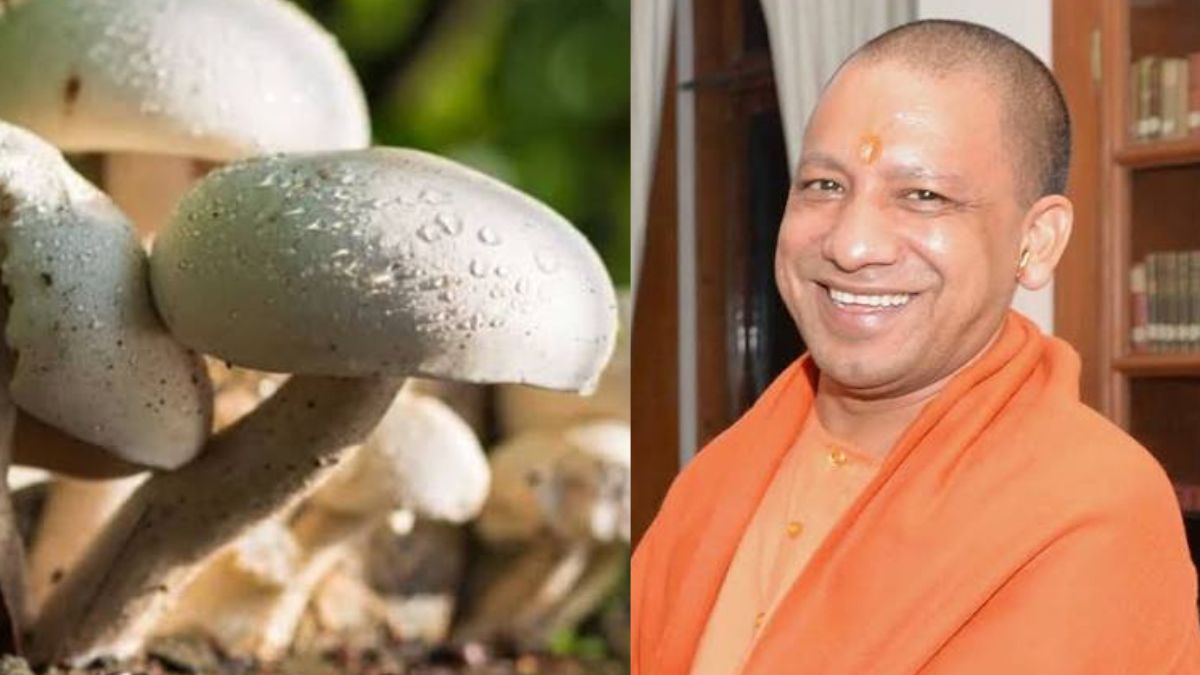 योगी सरकार के खाते में एक और उपलब्धि, मशरूम उत्पादन में शीर्ष पर यूपी
