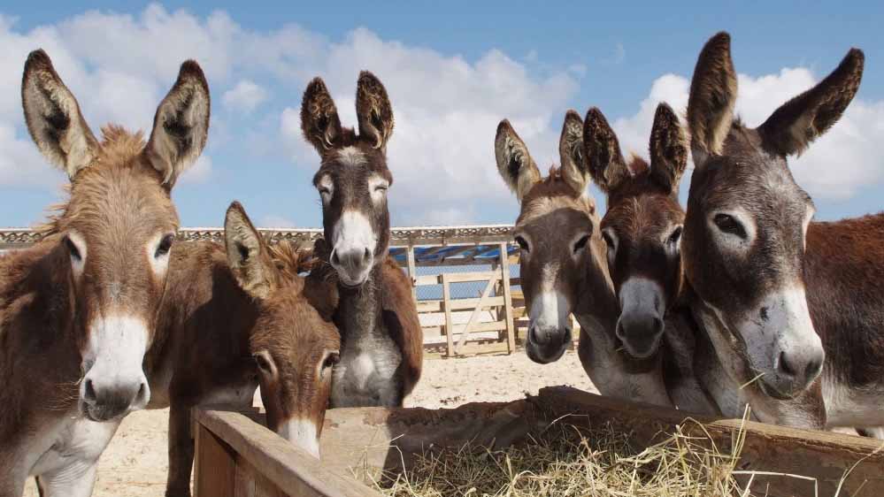 गधों की वजह से बदली रेगिस्तान की तस्वीर, 44 साल में बंजर जमीन पर फिर लौटी हरियाली