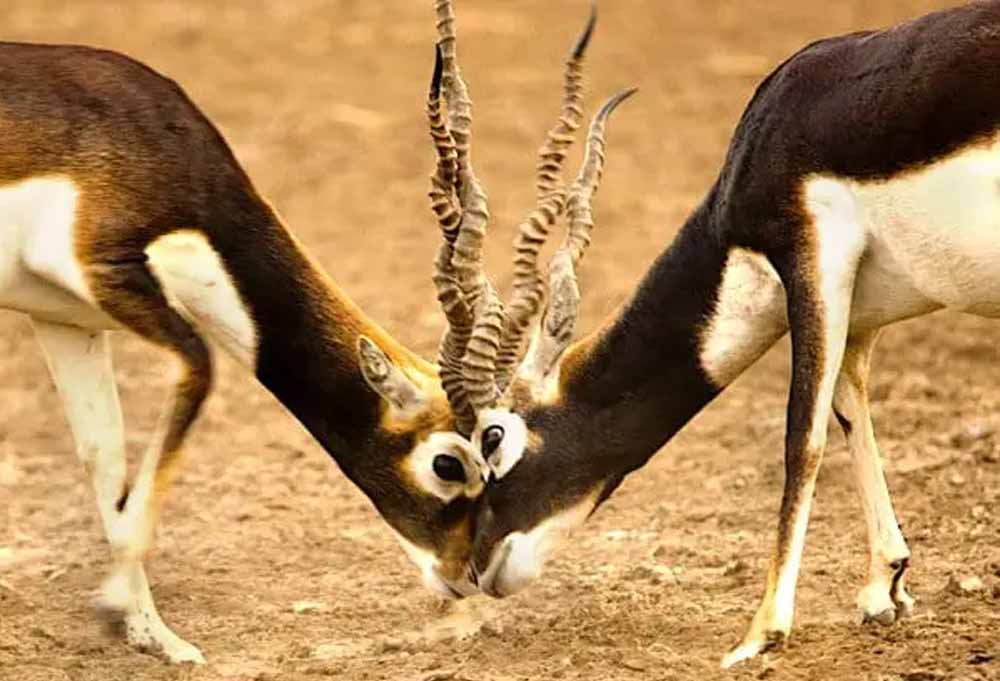 करीब 50 साल बाद गोमर्डा अभयारण्य में लौटेंगे काले हिरण, बारनवापारा से लाए जाएंगे 25 हिरण