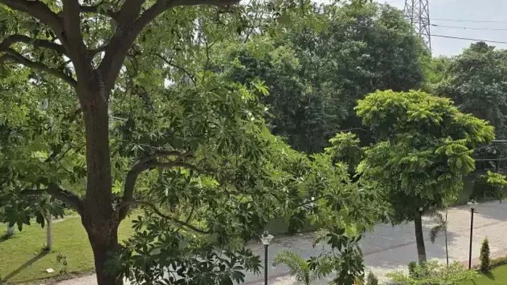 हरियाणा के हर 7वें पेड़ का ठिकाना यमुनानगर, शहरों में सिर्फ 96 हजार पेड़; 90% बचत का लक्ष्य