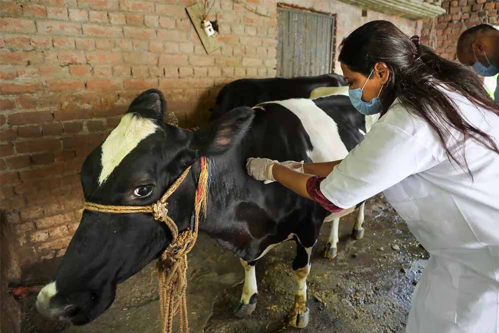 लंपी वायरस की रोकथाम के लिए योगी सरकार अलर्ट, 25 जिलों में 606 टीमें तैनात