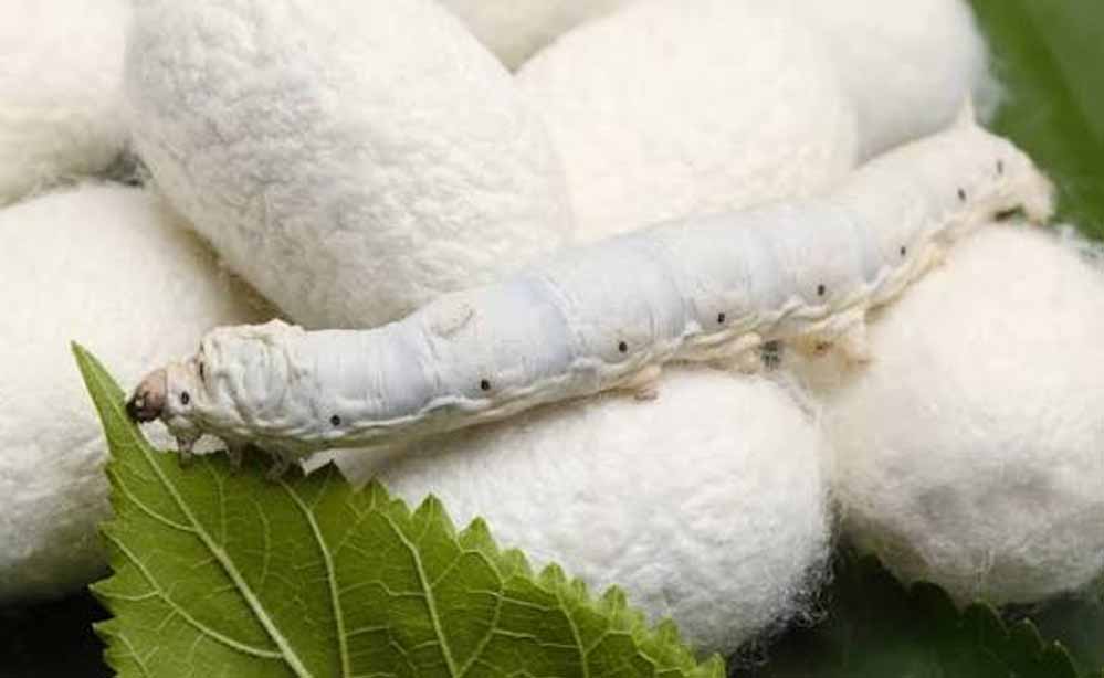 सिल्क प्रोडक्शन में चीन को पीछे छोड़ने की तैयारी, MSME को मिलेगी सब्सिडी