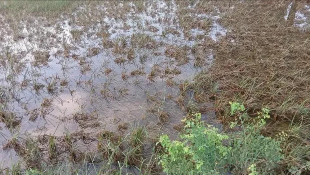 बाढ़ का पानी निकलने के बाद सामने आई तबाही की तस्वीर, सैकड़ों एकड़ धान की फसल नष्ट