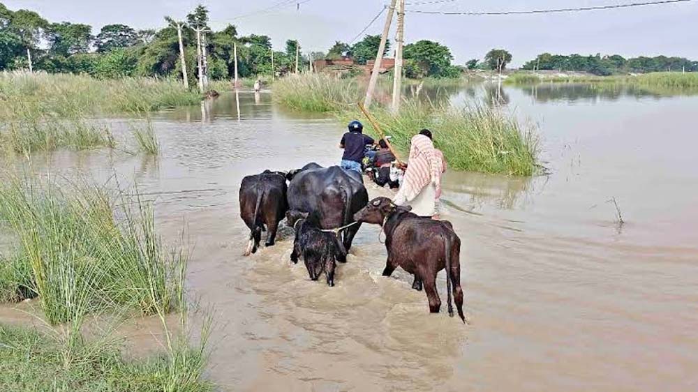 नेपाल की भारी बारिश से बिहार में बाढ़ का खतरा बढ़ा, गंडक उफान पर; बगहा-वाल्मीकिनगर पथ डूबा