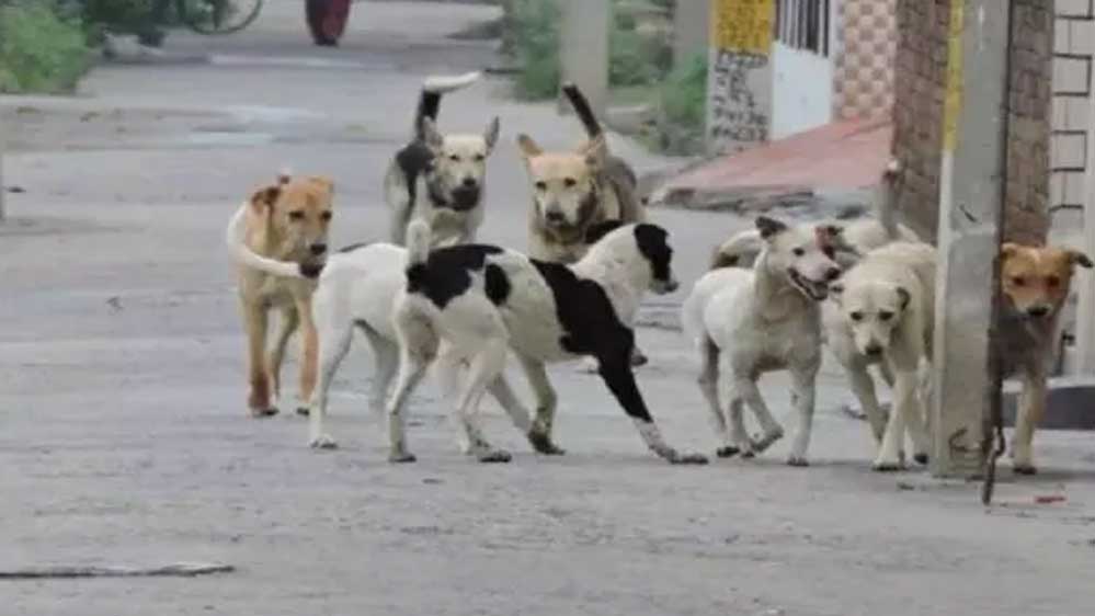 गाजियाबाद में स्ट्रीट डॉग्स की नसबंदी और टीकाकरण पर सवाल, सूचना आयुक्त ने निगम से मांगे दस्तावेज