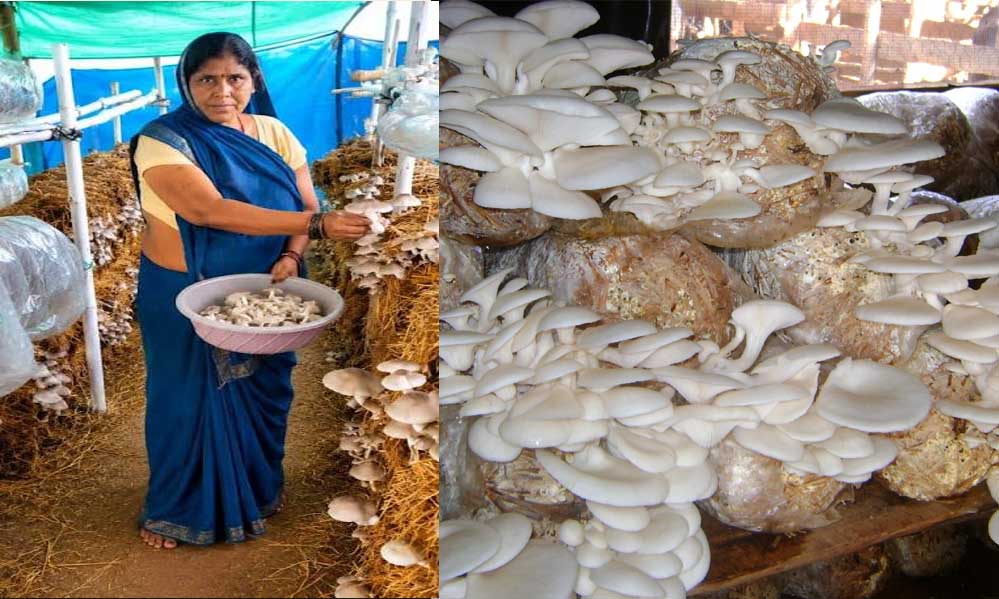 आत्मनिर्भरता की नई मिसाल- खेतों से मशरूम उत्पादन तक मिथिला दीदी ने लिखी सफलता की नई कहानी