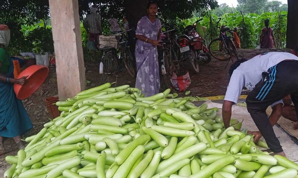 बिहान से बदली राह 35 महिला किसानों ने 600 क्विंटल सब्जी उगाकर लिखी सफलता की नई कहानी