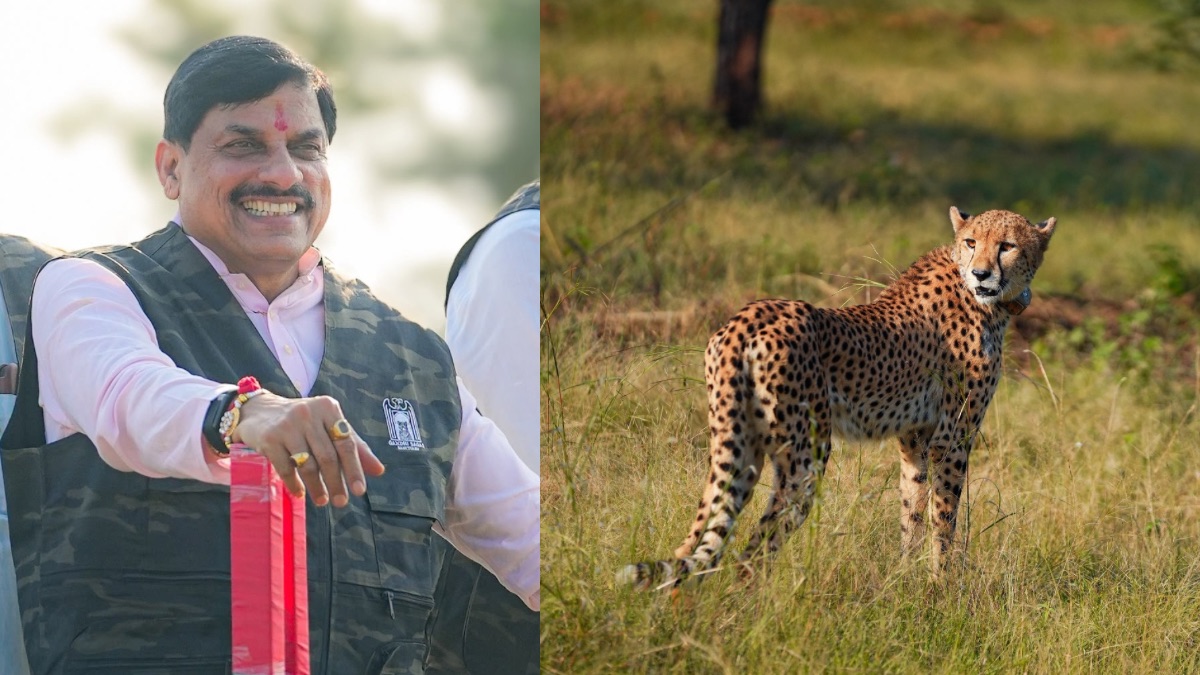 सीएम मोहन यादव ने गांधी सागर वाइल्डलाइफ सैंक्चुरी में छोड़ी चीता ‘सीसीबी-2’, कहा- यह कदम हमारी “जियो और जीने दो” की भावना दिखाता है