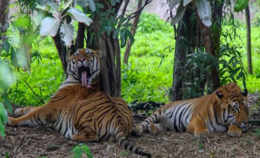 इंद्रावती टाइगर रिजर्व में बाघों की निगरानी का नया तरीका, वैज्ञानिक तकनीक का होगा इस्तेमाल