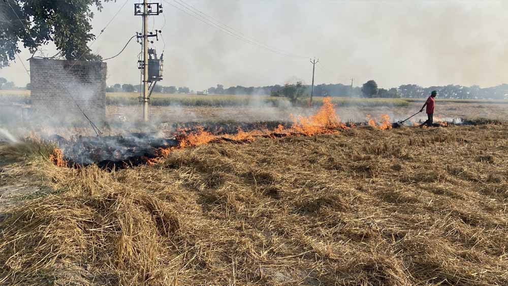 पंजाब में पराली जलाने के 15 केस, अमृतसर सबसे आगे