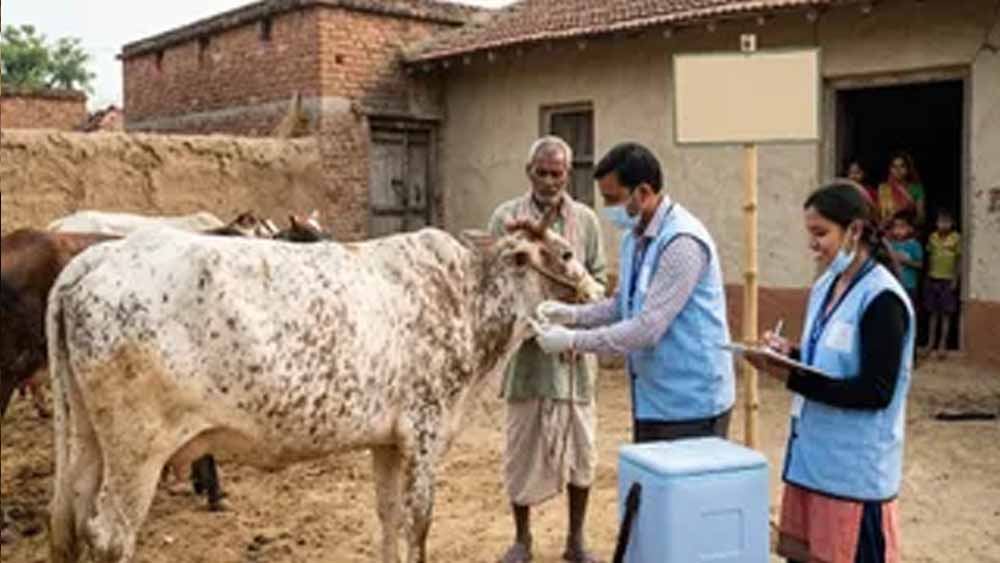 लंपी वायरस को लेकर हरियाणा में अलर्ट, सीमावर्ती इलाके सील; पशुओं की खरीद-फरोख्त पर ब्रेक