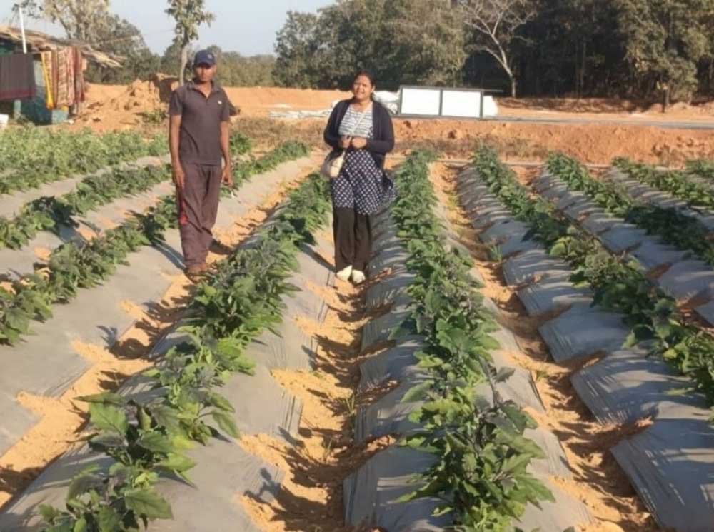रायगढ़ के किसान ने ग्राफ्टेड टमाटर और बैंगन की खेती से कमाए 4.25 लाख
