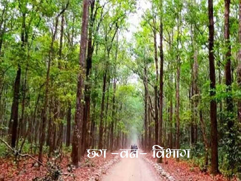 छत्तीसगढ़ में हजारों वनकर्मियों को बड़ी राहत! 3630 दैनिक वेतनभोगियों के नियमितीकरण का रास्ता साफ