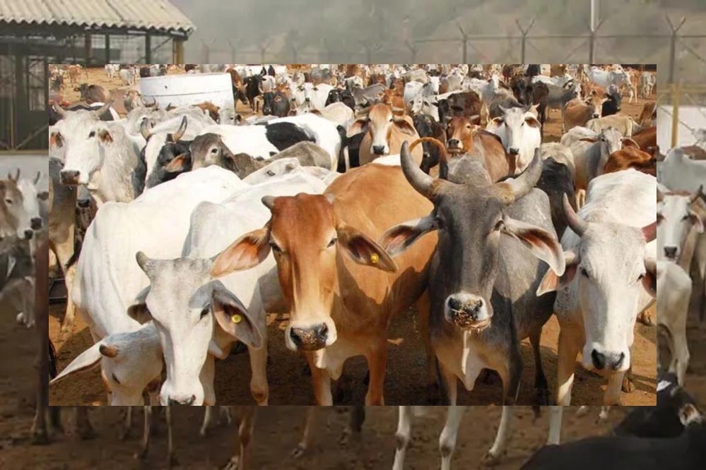 गोशालाओं में होंगे मांगलिक कार्यक्रम, गो-पर्यटन से गांवों को मिलेगा नया रोजगार