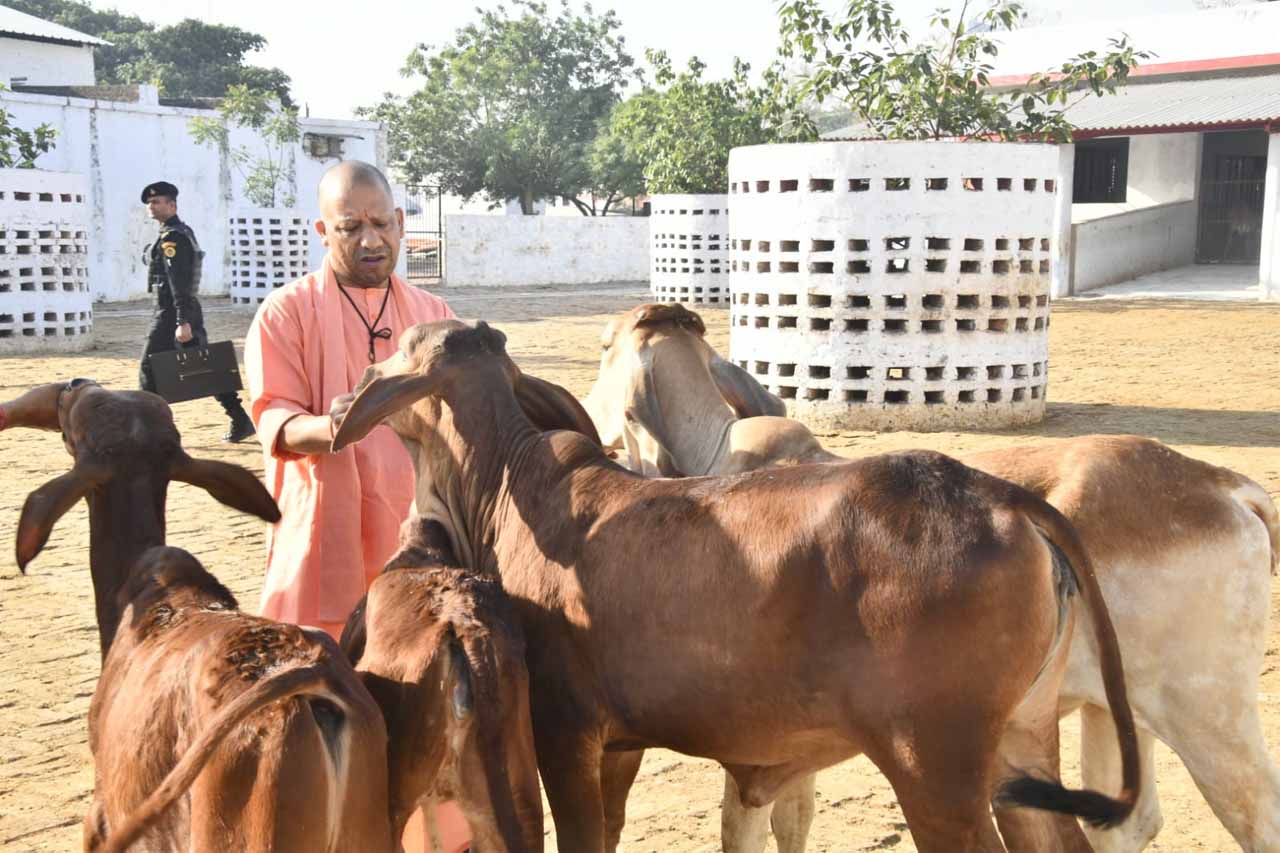 गोवंश को दुलारकर गुड़ खिलाया गोरक्षपीठाधीश्वर ने