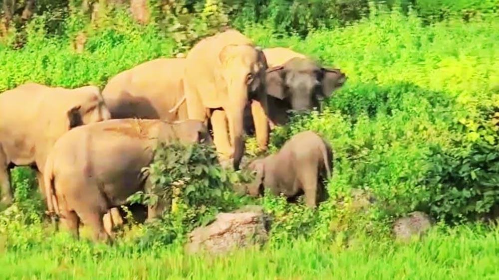 जशपुर में दंतैल हाथी की दस्तक, अस्पताल-कॉलेज और चर्च की बाउंड्री तोड़ी; वन विभाग अलर्ट