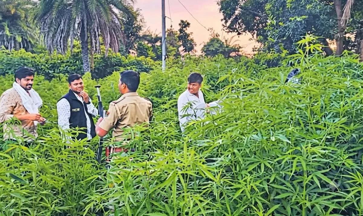 राजस्थान में गांजे की अवैध खेती पर सवाल, 400 से अधिक जमीन मालिकों के बीच असली आरोपी तलाशना चुनौती