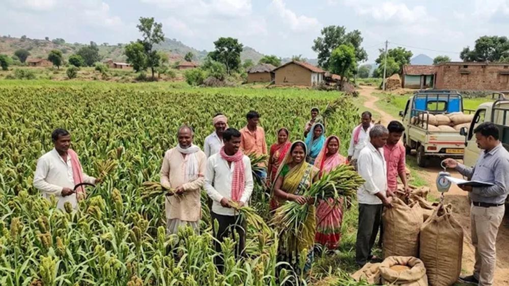 कोडरमा के किसान धान छोड़ मड़ुआ की खेती से कमा रहे मुनाफा, कम पानी में तैयार होती है फसल