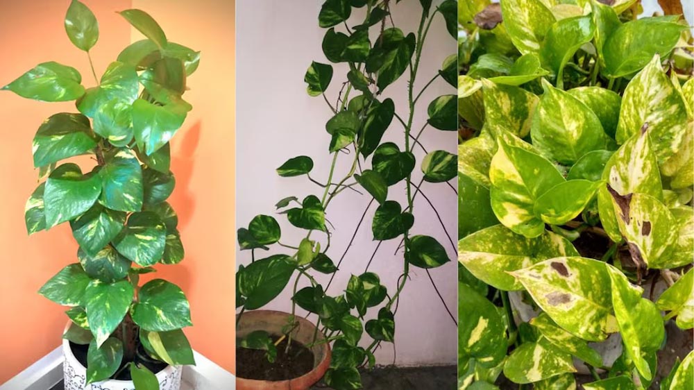 मनी प्लांट लगाते समय न करें ये 5 गलतियां, वास्तु के अनुसार घर में कहां रखना माना जाता है शुभ?