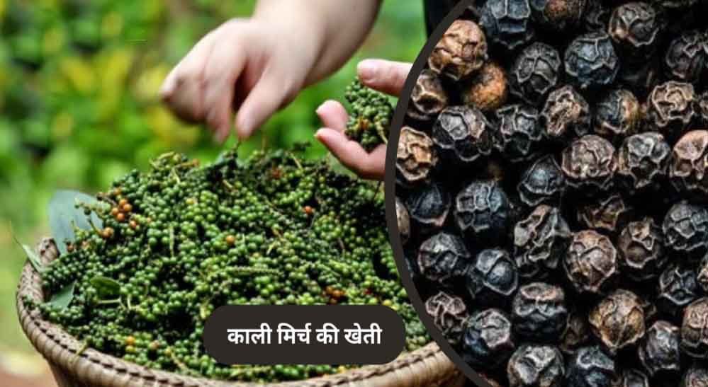 MP के किसानों के लिए नई पहल, पचमढ़ी में तैयार हुई मसालों की खास नर्सरी