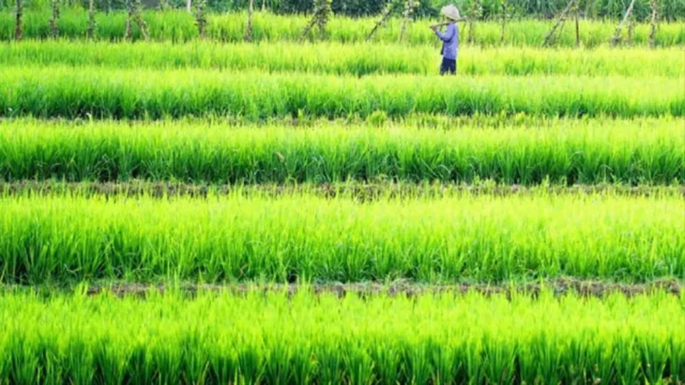 झारखंड में धान खरीद पर बड़ा फैसला जल्द, 50 लाख टन का लक्ष्य घटेगा; बिचौलियों पर सरकार की नजर