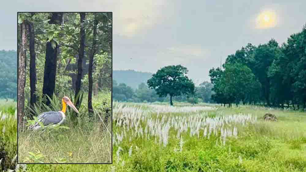 कोर एवं बफर के सभी पर्यटन जोन सामान्य रूप से संचालित, किसी भी गेट को बंद नहीं किया गया