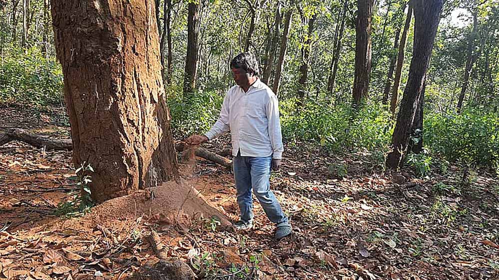 600 मजदूर रोज काट रहे 565 पेड़, फिर भी डिंडौरी में कटाई की रफ्तार धीमी