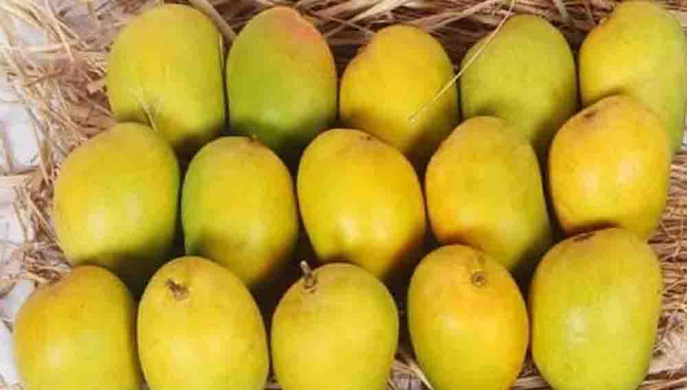 आम का सीजन आने से पहले ही चखें हापुस का स्वाद, दिवाली पर बाजार में खास इंतजाम