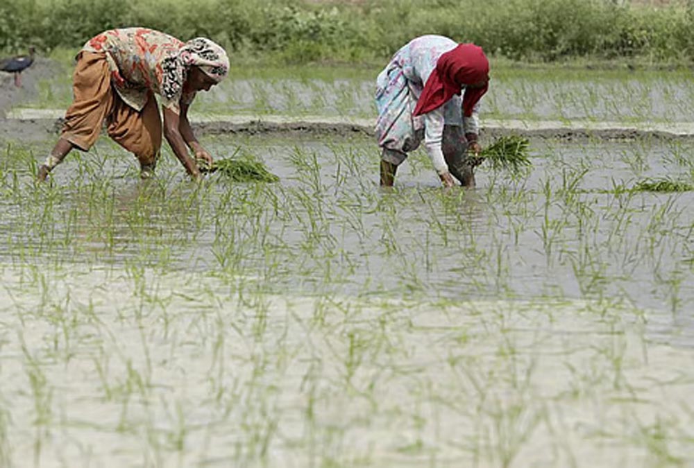UP Rabi Season: रबी उत्पादन में 30 लाख टन बढ़ोतरी का लक्ष्य, किसानों को मिलेंगे सस्ते बीज-उर्वरक