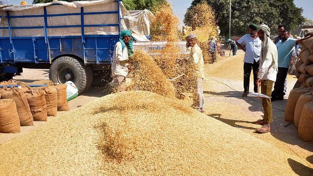 धान की 1509 किस्म ने किसानों की कराई बल्ले-बल्ले, एक एकड़ से 1 लाख तक कमाई
