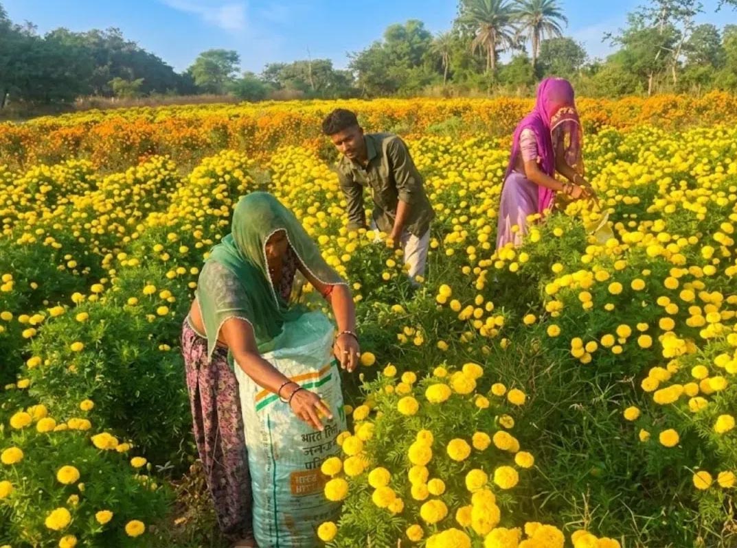राजस्थान के किसानों का नकदी फसल पर बढ़ा भरोसा, गेंदे के फूलों से हर फसल में डेढ़ लाख कमाई की उम्मीद