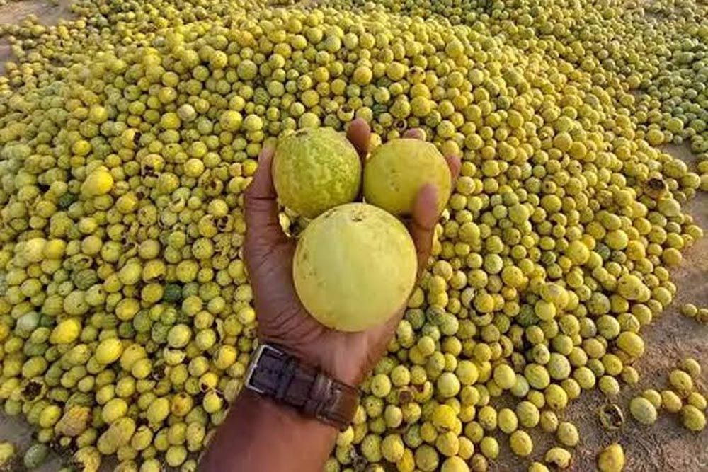 राजस्थान के रेगिस्तान में उगने वाला कड़वा फल बढ़ाएगा किसानों की आय, औषधीय गुणों पर वैज्ञानिकों का फोकस