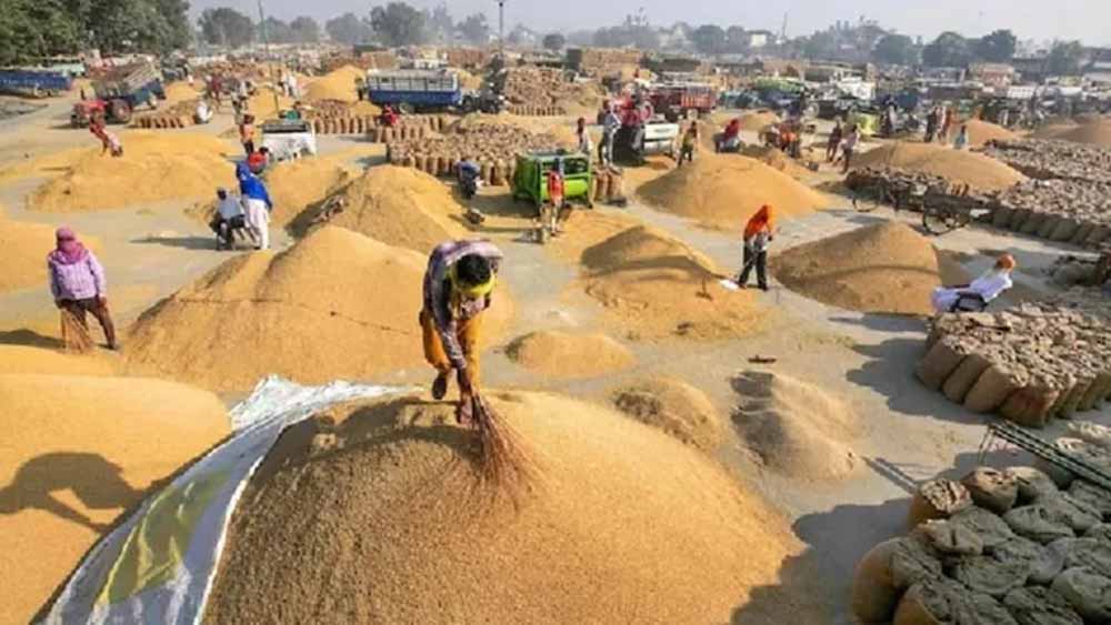 हरियाणा में धान खरीद लक्ष्य का 53% पूरा, अब तक 2.22 लाख किसानों को मिला भुगतान