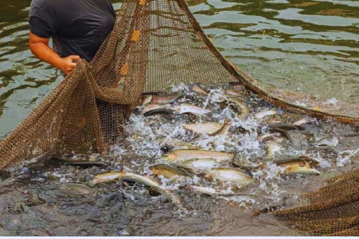 बिहार में मत्स्य पालन को बढ़ावा, 9,685 किसानों को निशुल्क ट्रेनिंग; आधुनिक तकनीक का मिलेगा ज्ञान