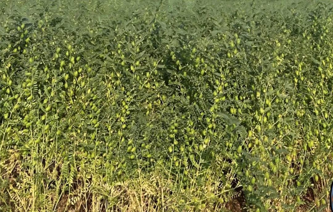 बिहार में अगेती हरा चना की खेती को बढ़ावा, 10 जिलों के किसानों के लिए ₹2.50 करोड़ का प्रावधान
