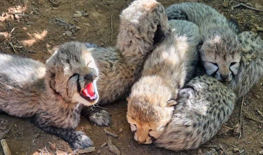 कूनो में चीता परिवार बढ़ा, KJP21 ने जन्मे 5 नन्हे शावक; भारत में चीतों की संख्या पहुंची 60